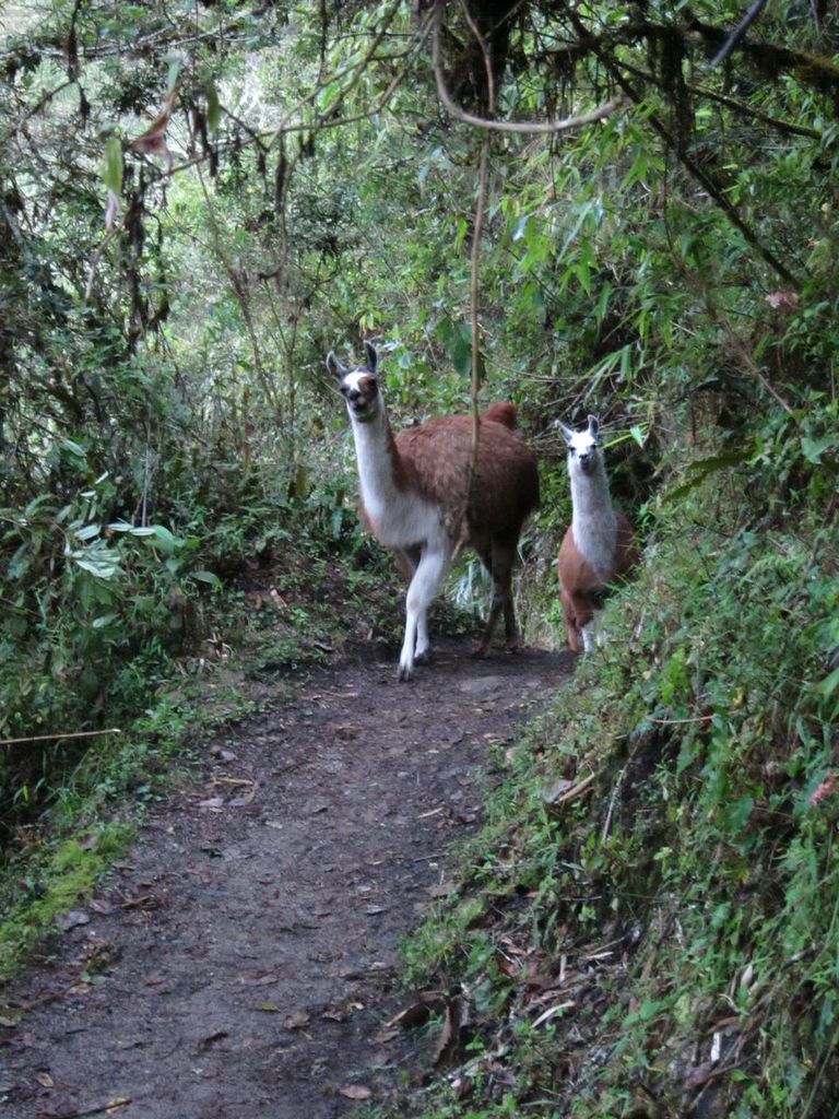 Alpacas on the Trail