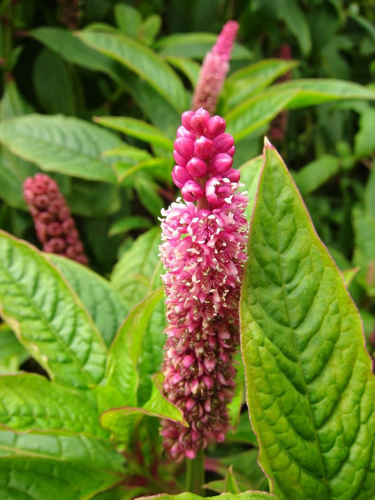 Pink flower