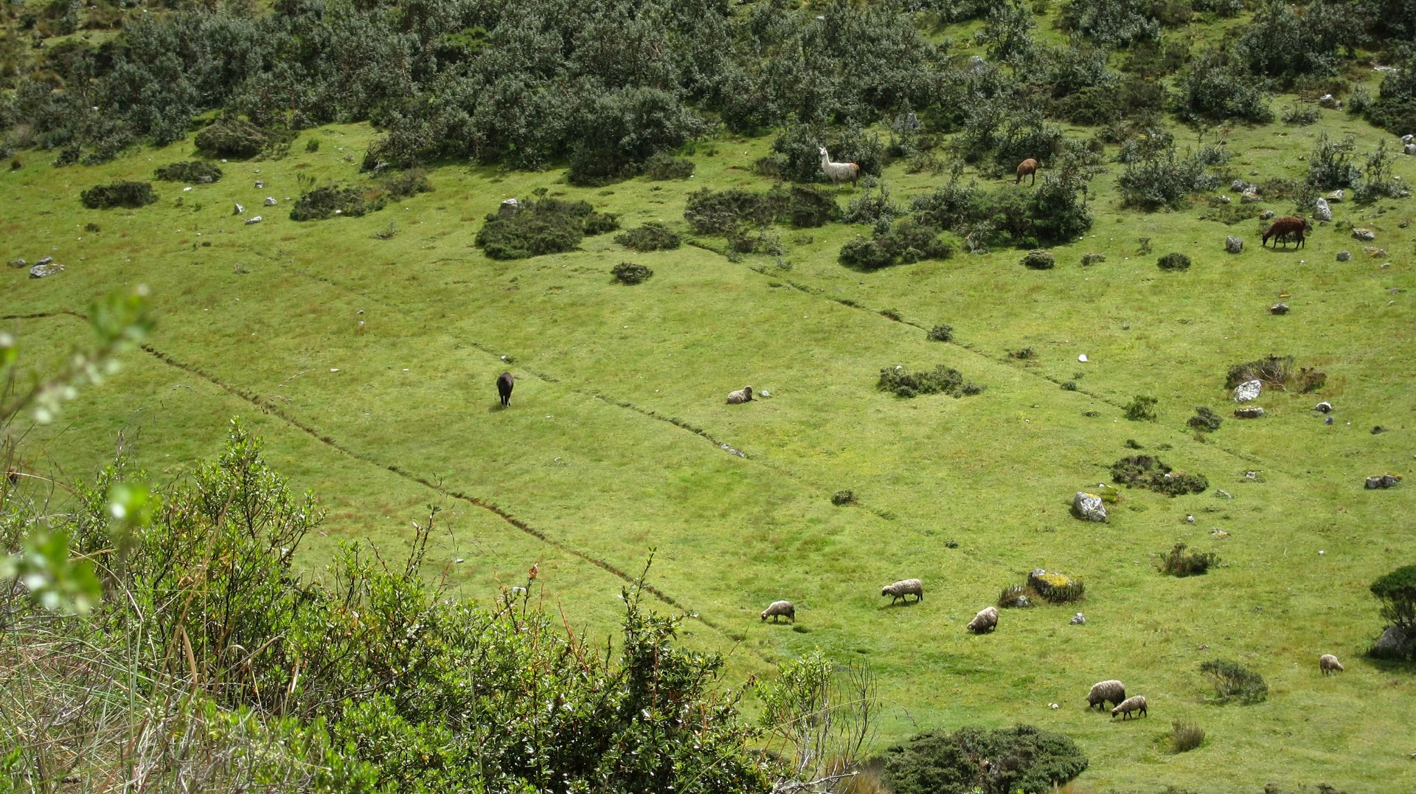 sheep and alpaca