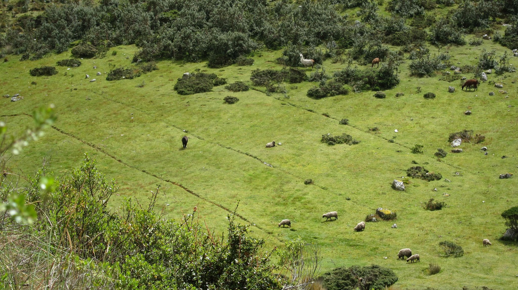 sheep and alpaca