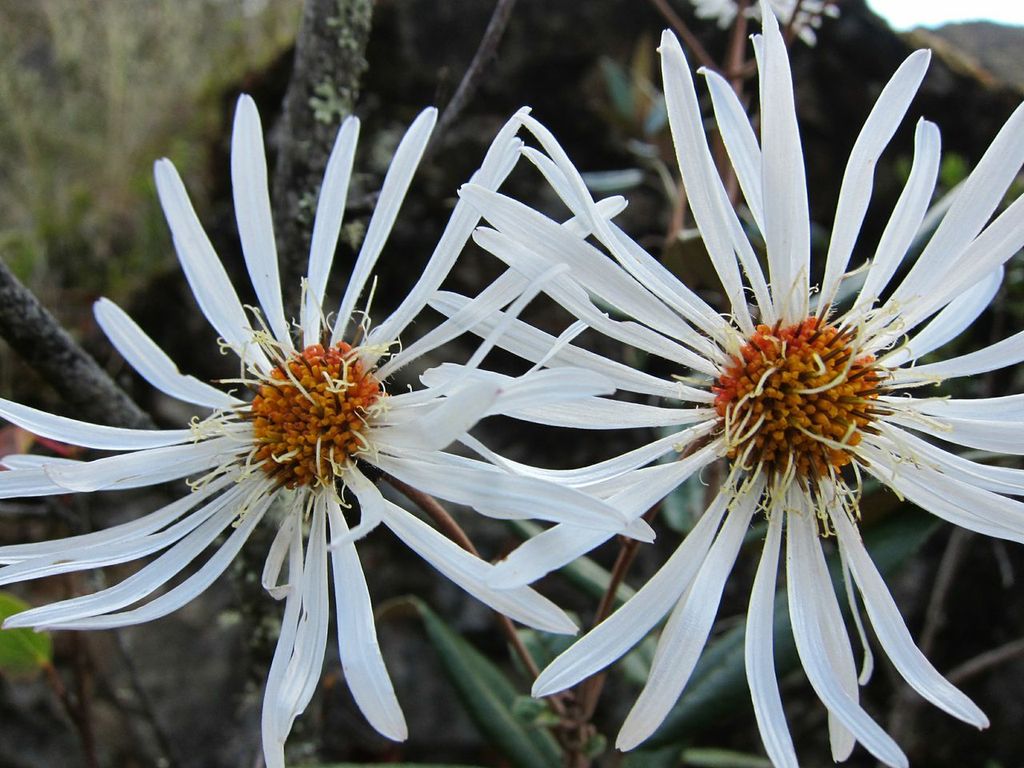 White flower