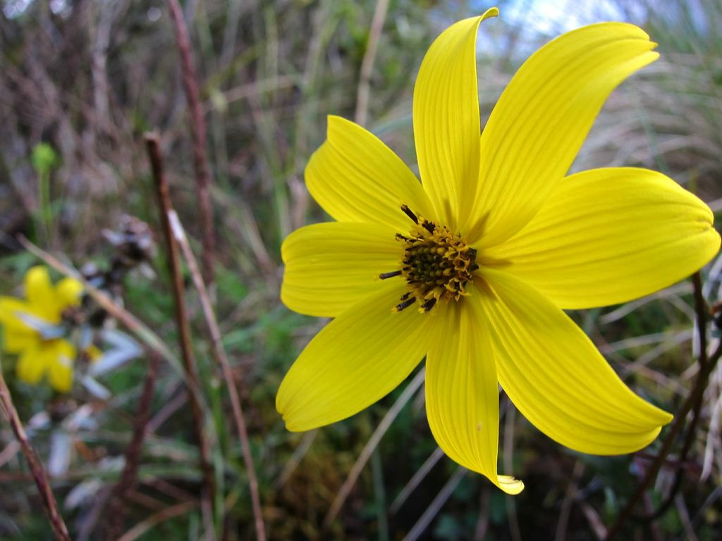 Yellow Flower