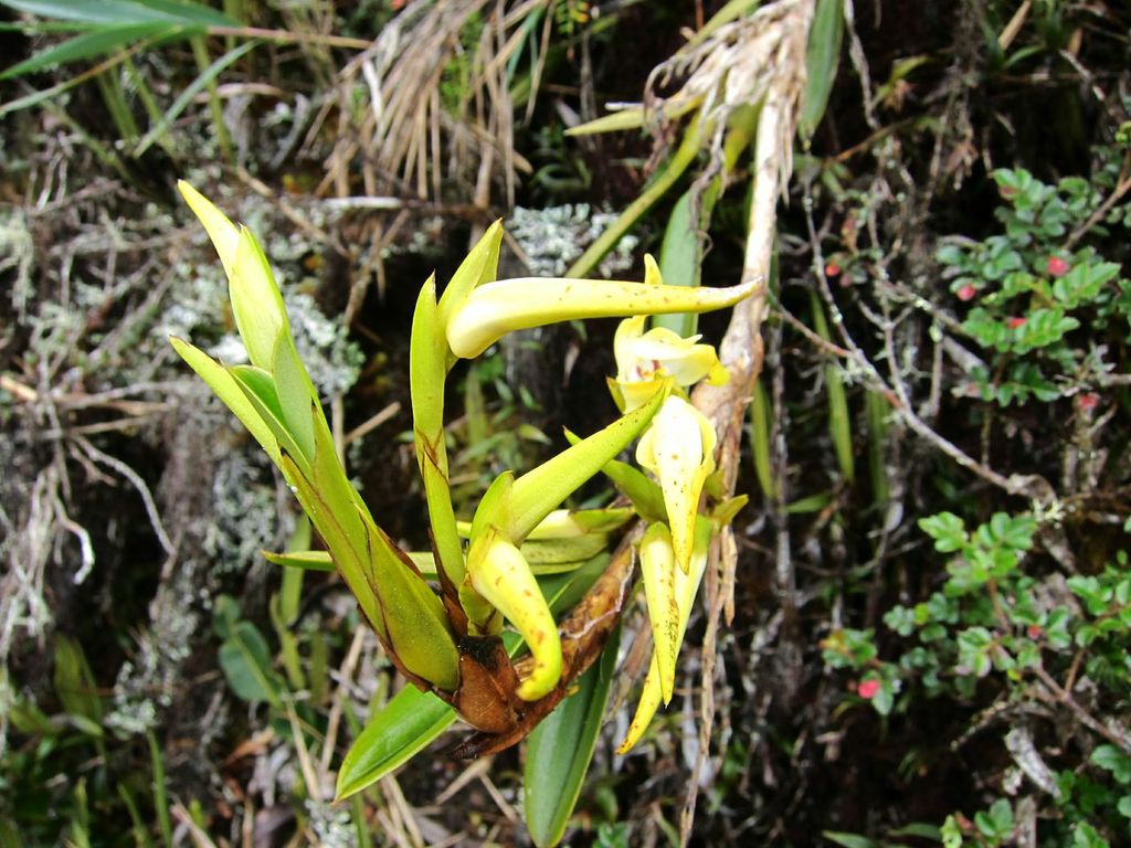 Yellow flower